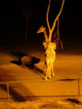 Giraffe and Rhinocerous during a twilight bush railway ride, San Diego WIld Animal Park