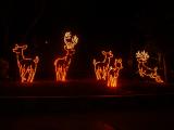Reindeer in lights, San Diego WIld Animal Park
