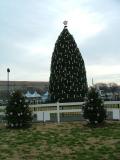 The President's Christmas Tree on the White House lawn, Washington DC The President's Christmas Tree on the White House lawn, Washington DC