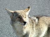 Coyote on the road to Scotty's Castle, Death Valley National Park