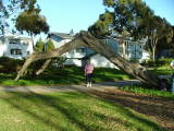 Mum under a tree in Morro Bay, California