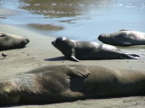 Some of the Elephant Seals, San Simeon, California