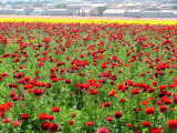 Ranunculus at Carlsbad, California