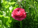 Ranunculus at Carlsbad, California