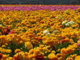 Ranunculus at Carlsbad, California