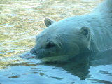 Polar Bear tracking a bird, San Diego Zoo, San Diego, California