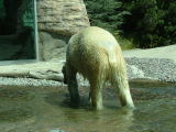 Polar Bear after tracking bird effort failed, San Diego Zoo, San Diego, California