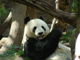 Bai Yun, San Diego Zoo, San Diego, California