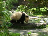 Mei Sheng, born August 19, 2003, San Diego Zoo, San Diego, California