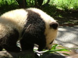 Mei Sheng, born August 19, 2003, San Diego Zoo, San Diego, California