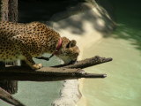 San Diego Zoo, San Diego, California
