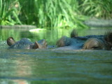 San Diego Zoo, San Diego, California