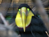 San Diego Zoo, San Diego, California