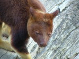 A Tree Kangaroo, San Diego Zoo, San Diego, California