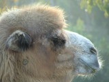 San Diego Zoo, San Diego, California
