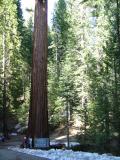 Mariposa Grove of Sequoias, Yosemite National Park, California