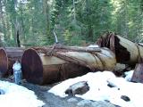A Sequoia that had been cut through, Yosemite National Park, California