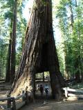 The Sequoia that the stagecoach used to go through, Yosemite National Park, California