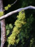 Some lichen on a tree, Mariposa Sequoia Grove, Yosemite National Park, California