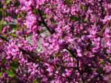 Redbud in bloom on the Merced River, Yosemite National Park, California