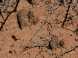 Cryptobiotic Soil - Don't Bust the Crust, Zion National Park, Utah