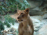 MGM Grand, Las Vegas, Nevada