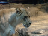 MGM Grand, Las Vegas, Nevada