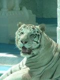 White Tiger, Mirage, Las Vegas, Nevada