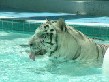 White Tiger, Mirage, Las Vegas, Nevada