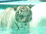 White Tiger, Mirage, Las Vegas, Nevada
