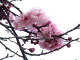 Blossom, Richmond, Tasmania Blossom, Richmond, Tasmania