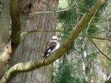 Kookaburra, The Waterworks Reserve, South Hobart, Tasmania