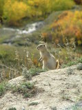 Golden-mantled ground squirrel, Dry Island Buffalo Jump, Alberta, Canada