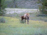 Moose on the side of the road, on the way to Jasper, Alberta, Canada