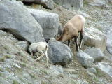 Longhorn Sheep at Medicine Lake, Jasper National Park, Alberta, Canada