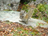 Wildlife in Jasper National Park, Alberta, Canada