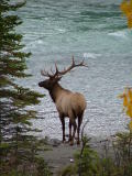 Wildlife, Icefields Parkway, Jasper to Banff, Alberta, Canada