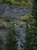 Mountain Goats, Icefields Parkway, Jasper to Banff, Alberta, Canada